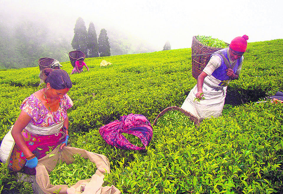 Export of Nepali tea as of third quarter of current year surpasses the amount in 2019/20